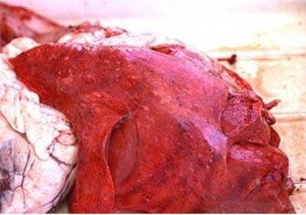 lung sheep lungworm goat worms problem nodules cause common lungworms diseases diagnosis